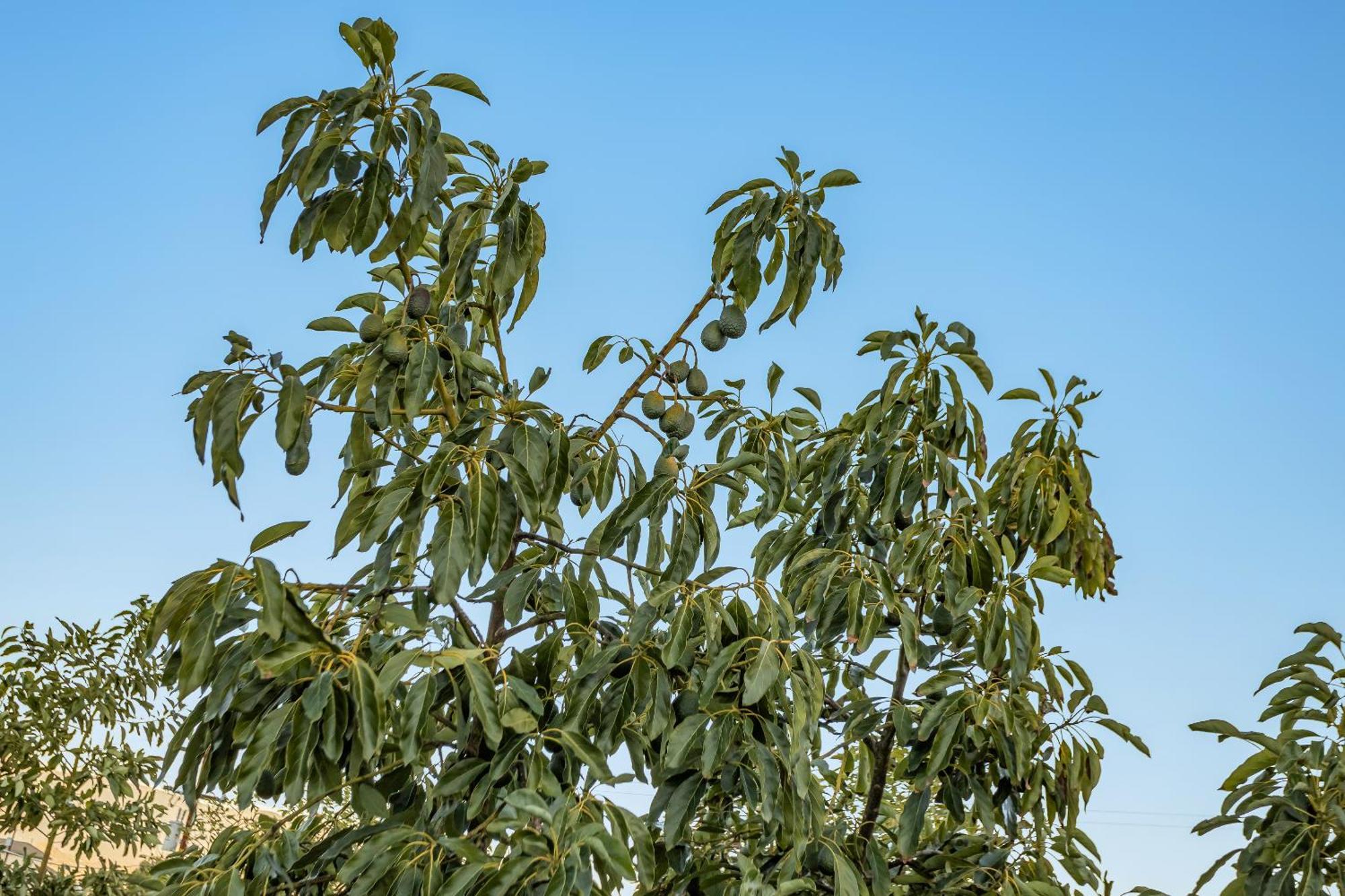 Valley Center Avocado Bliss Retreatヴィラ エクステリア 写真